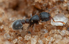 Tetramorium
