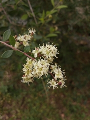 Lawsonia inermis