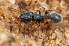 Tetramorium