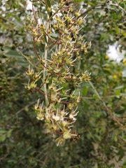 Lawsonia inermis