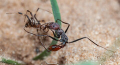 Ocymyrmex alacer