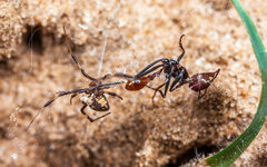 Ocymyrmex alacer