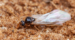 Ocymyrmex alacer