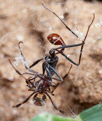Ocymyrmex alacer