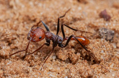 Ocymyrmex alacer
