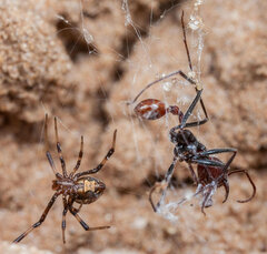 Ocymyrmex alacer