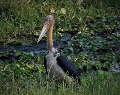 Leptoptilos javanicus