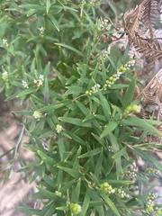 Leucopogon australis