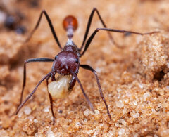 Ocymyrmex alacer