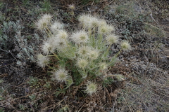 Pulsatilla turczaninovii
