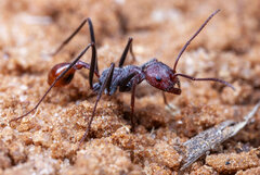 Ocymyrmex alacer