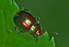 Chrysolina fastuosa