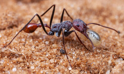 Ocymyrmex alacerOcymyrmex alacer