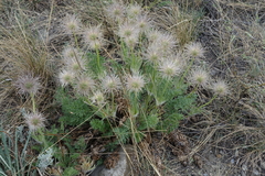 Pulsatilla turczaninovii