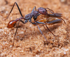 Ocymyrmex alacer