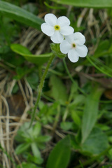 Androsace chamaejasme