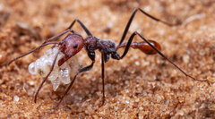 Ocymyrmex alacer
