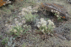 Pulsatilla turczaninovii