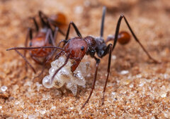 Ocymyrmex alacer