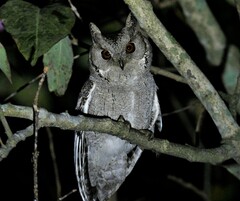 Otus bakkamoena