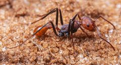 Ocymyrmex alacer