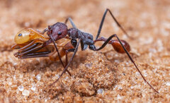 Ocymyrmex alacer