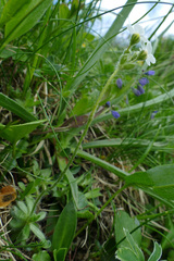 Androsace chamaejasme