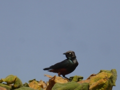 Lamprotornis pulcher