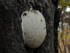 Reticularia