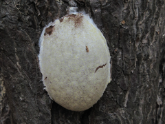 Reticularia