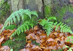 Dryopteris carthusiana