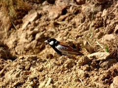 Eremopterix leucotis