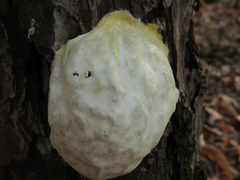 Reticularia