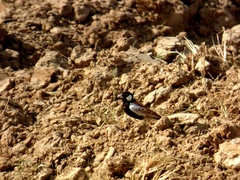 Eremopterix leucotis