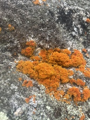 Teloschistes flavicans