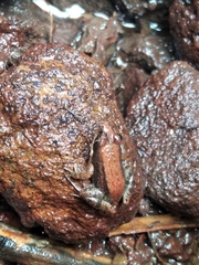 Minervarya sahyadris