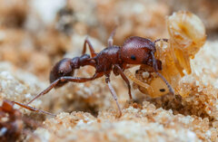 Tetramorium setuliferum