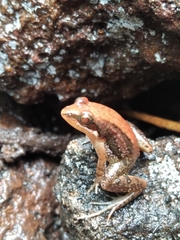 Minervarya sahyadris