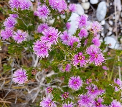 Melaleuca squamea
