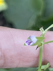 Dicliptera resupinata