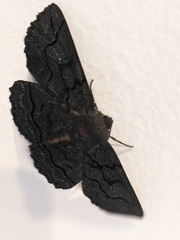 Melanodes anthracitaria