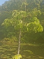 Cecropia peltata