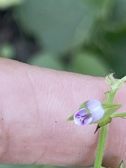 Dicliptera resupinata