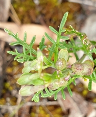 Carrichtera annua