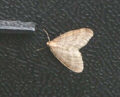 Operophtera fagata