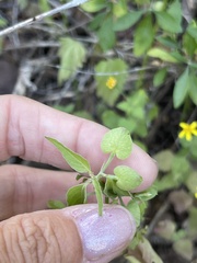 Dicliptera resupinata