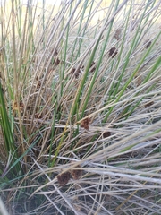 Juncus conglomeratus
