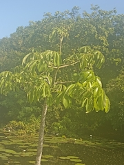 Cecropia peltata
