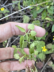 Dicliptera resupinata