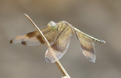 Neurothemis manadensis